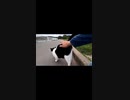 ホルスタインみたいな野良猫と仲良くなった#Shorts【野良猫】【感動猫】