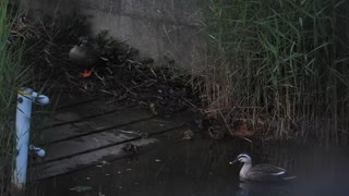 カルガモ親子が襲われる　父カモが交尾アピール