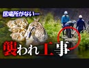 カルガモ親子の逃避行0601C②【雛がおしっこ舐めた反応】強制立ち退き。襲われ引っ越し河川工事【野鳥撮影と観察、解説】
