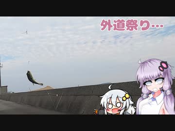 【VOICEROIDフィッシング】カワハギ求めて右往左往