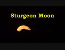 Sturgeon Moon