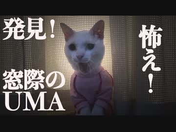 遂に発見!?桃白の窓際未確認生物