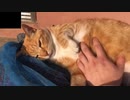 あずきの袋で寝る猫
