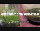 ボトルアクアリウム密閉して6か月放置した結果・・