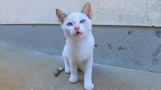 漁港の街の路地裏にいた白猫の子猫達がカワイ過ぎる