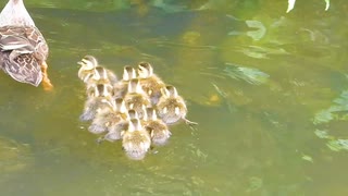 カルガモ親子のシーシー　成長記録 【1日め】【11ヒナ】