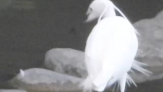 【どうぶつハプニング】脚が挟まった鳥