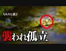 0601C③【減っていくヒナ】背乗りのカルガモ親子。はぐれた雛【野鳥撮影と観察、解説】