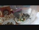 ハムスター飼いました。その139～ひまくんと2歳と2ヶ月と1日～