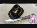 珍食材が食べたい！#102　アカマタのスープ