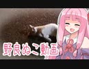 【VOICEROID】茜ちゃんと見る野良ぬこ動画
