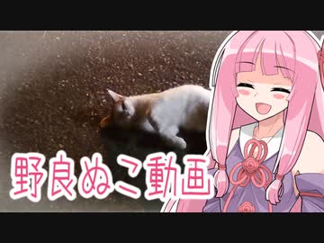【VOICEROID】茜ちゃんと見る野良ぬこ動画
