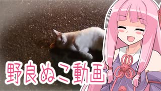 【VOICEROID】茜ちゃんと見る野良ぬこ動画