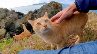 【神の使い】猫に案内されて崖っぷちの祠に行ってきた