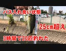 【バス入れ食い状態】25cm超えブラックバスが３時間で２０匹釣れた