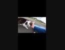 九州で仲良くなった野良猫が恋しい#Shorts【野良猫】【感動猫】