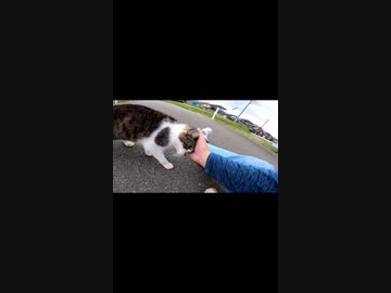 九州で仲良くなった野良猫が恋しい#Shorts【野良猫】【感動猫】