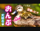 0601C④【おんぶ赤ちゃん】背乗り雛のカルガモ親子が可愛い。捕食、餌やり子育てハクセキレイ【野鳥撮影と観察、解説】