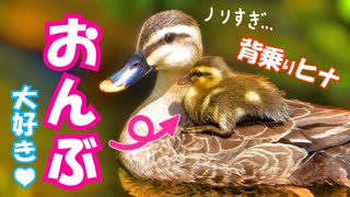 0601C④【おんぶ赤ちゃん】背乗り雛のカルガモ親子が可愛い。捕食、餌やり子育てハクセキレイ【野鳥撮影と観察、解説】