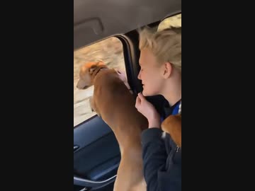 ホモと見る車でうんちを漏らした犬