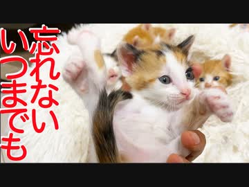 保護子猫6姉妹、幸せへの巣立ち第1号