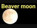 Beaver moon ビーバームーン