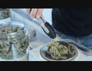 Free Dispensary Training Options Online & In-Person