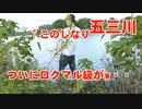 五三川でついにロクマル級のブラックバスが・・・ｗ 【バス釣り・バスフィッシング】
