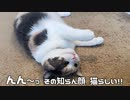 猫のドッキリは分かりにくい…