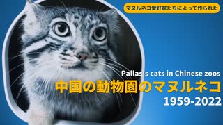 中国の動物園のマヌルネコ 1959-2022 | Pallas's cats in Chinese zoos