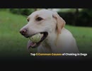 Top 5 Common Causes of Choking In Dogs