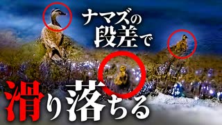 0601C⑤【流され、戻るしか無いカルガモ親子】襲われるメス。鳩の巣材集め。ゴキブリ閲覧注意【バードウォッチング】