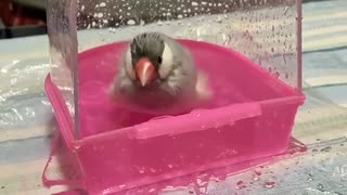 水浴びぴぃちゃん