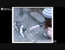 Facebook video #10211253079802232