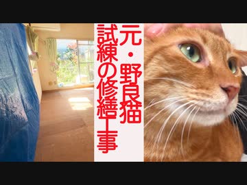元・野良猫、洪水の修繕工事で思わぬ反応を見せる
