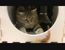 わんぱくでもイイんですが…