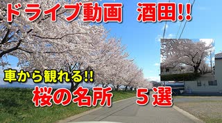 ドライブ動画　酒田　桜の名所5選！！　車から観れる！！　春　車載動画