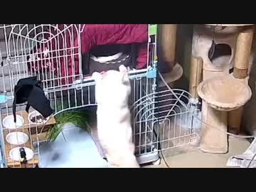 どうしてそうなった？  笑える動画　2022-10-28