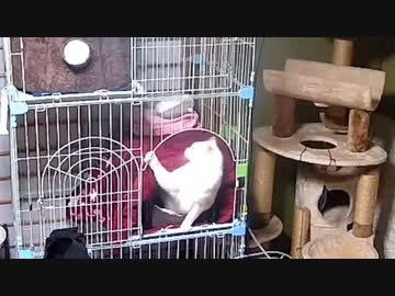 どうしてそうなった？②　笑える動画  2022-10-28