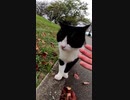ハチワレ猫がモフっても逃げなかった#Shorts【野良猫】【感動猫】