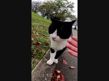 ハチワレ猫がモフっても逃げなかった#Shorts【野良猫】【感動猫】