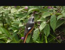 ハロウィンカラーな小鳥