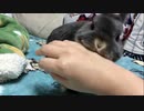 【うさぎ】撫でたい飼い主と毛玉の攻防【毛玉】