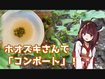 【思い切って野草を食べてみよう】#90 ホオズキさんで「コンポート」！