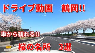 ドライブ動画　鶴岡！！　桜の名所3選！！　車から観れる♪　春　車載動画