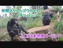 仲間入りしたゴウちゃん：チンパンジー(よこはま動物園ズーラシア)