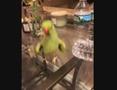 ホモと見る屈伸煽りしてくる鳥