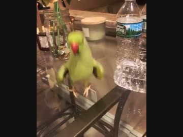 ホモと見る屈伸煽りしてくる鳥