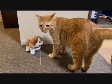 猫「「なんやこいつ…」」