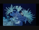 【NNIオリジナル】Depths Of The Ocean
